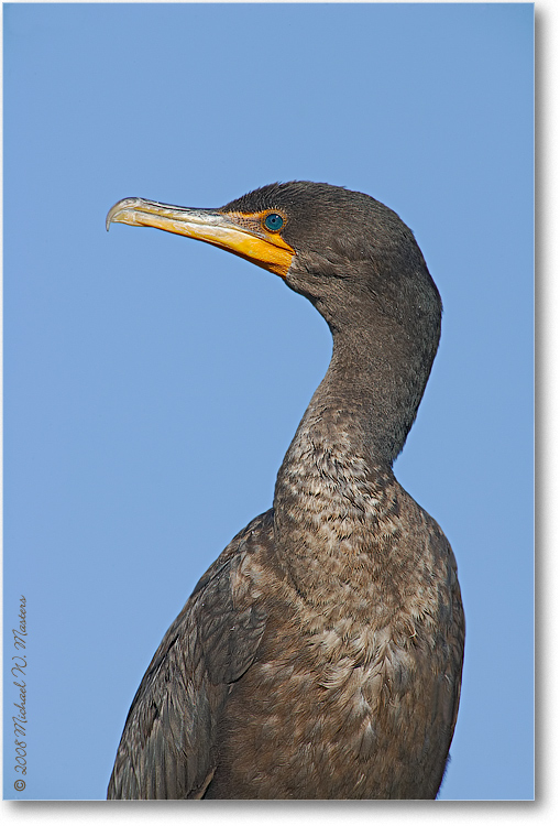 Cormorant_AnhingaTrailFL_08Jan_1Ds2_E0K8491