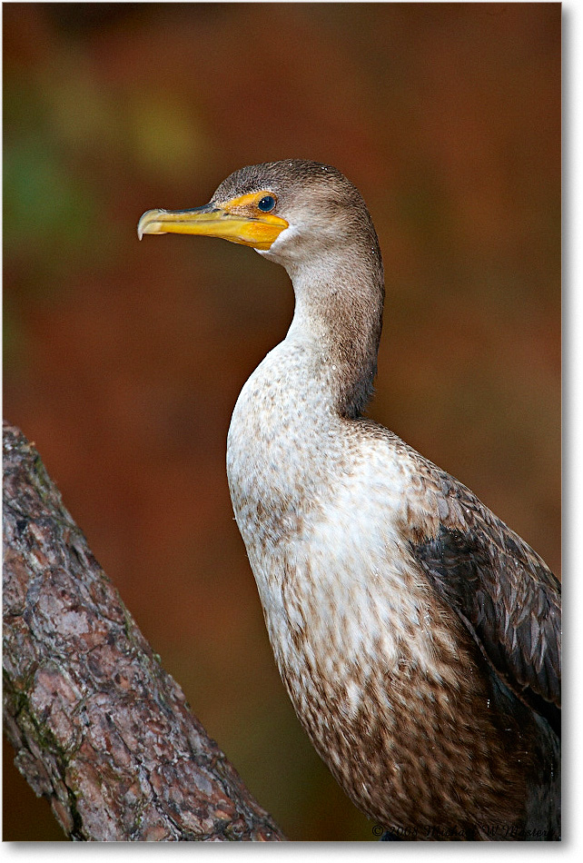 Cormorant_ChincoNWR-ea_2008Nov1S3A0981 copy