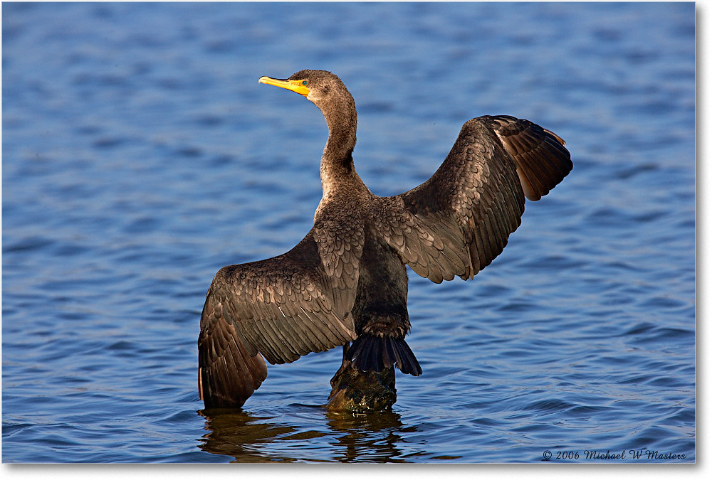 Cormorant_ChincoNWR-sc_2006Nov_E0K8666 copy