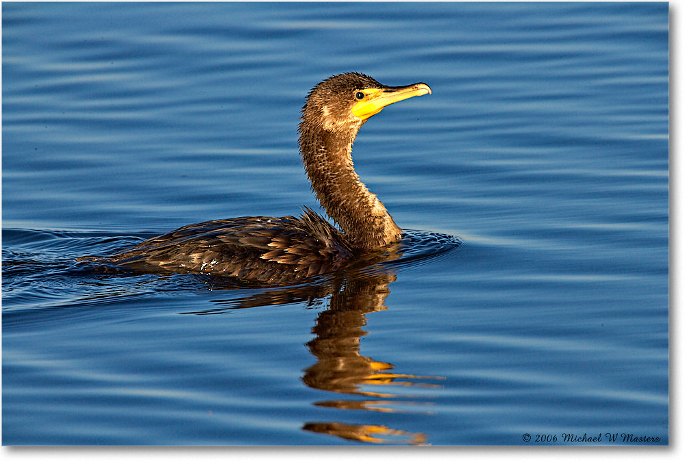 Cormorant_ChincoNWR-wll_2006Nov_E0K8438 copy