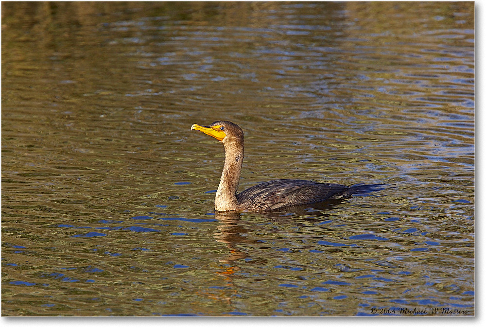 Cormorant_ChincoNWR_2004Oct_Y2F0826 copy