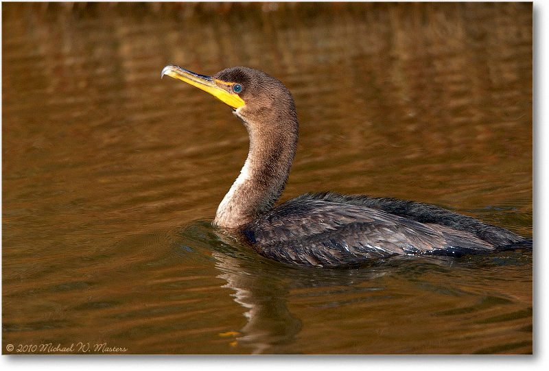 Cormorant_ChincoNWR_2010Nov_S3A3698
