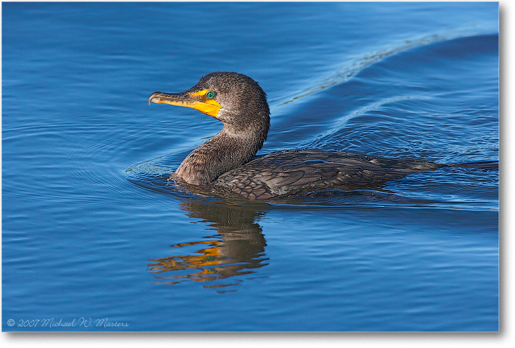 Cormorant_DingDarlingFL_08Jan_1Ds2_E0K8391