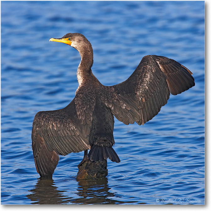Cormorant_E0K8692