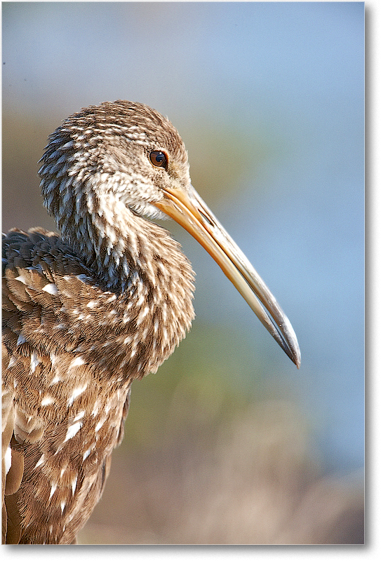 Limpkin-VieraWetlandsFL-2011Feb_S3A5790