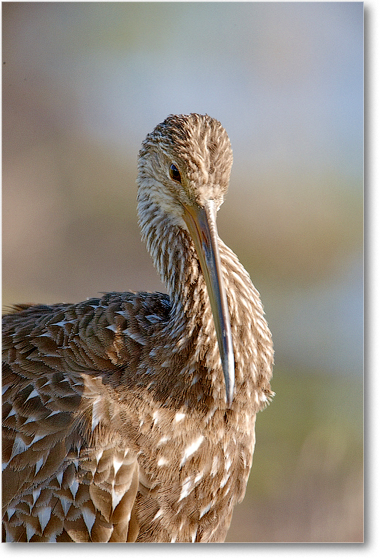 Limpkin-VieraWetlandsFL-2011Feb_S3A5796