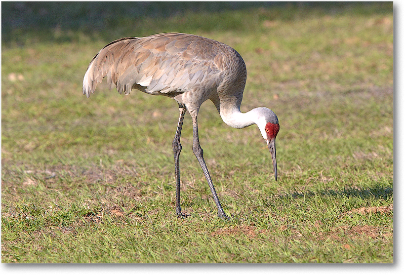 SandhillCrane-JoeOverstreetRdFL-2011Feb_D4A1886
