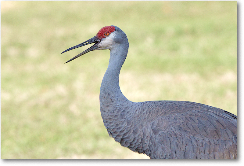 SandhillCrane-JoeOverstreetRdFL-2011Feb_D4A1907