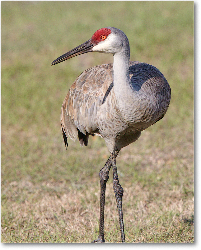 SandhillCrane-JoeOverstreetRdFL-2011Feb_D4A1917