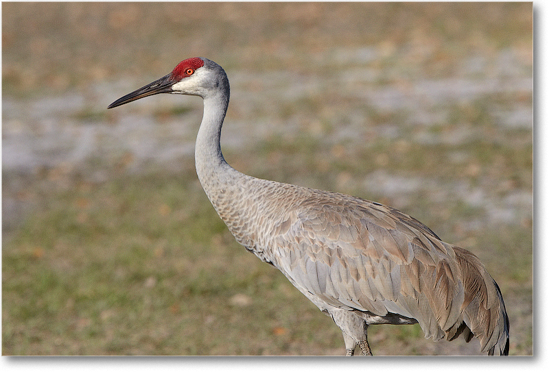 SandhillCrane-JoeOverstreetRdFL-2011Feb_D4A1924
