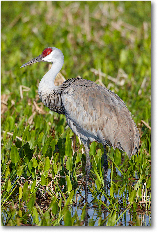 SandhillCrane-VieraWetlandsFL-2011Feb_S3A6051