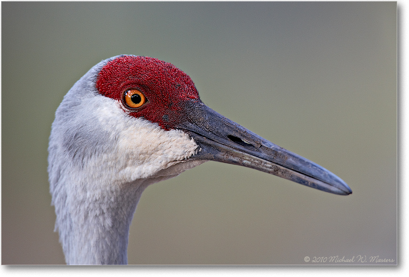 SandhillCrane_MyakkaFL_2006Jan_E0K4992