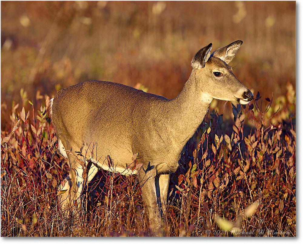 051-Deer_BigMeadows_2021Oct_R5A05217 copy
