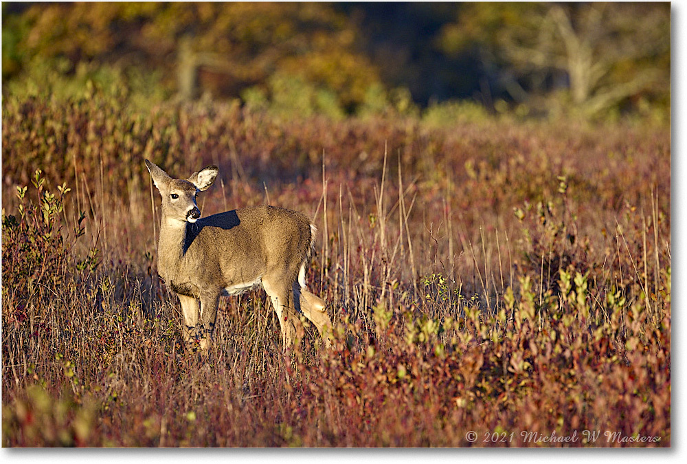 051-Deer_BigMeadows_2021Oct_R5A05246 copy