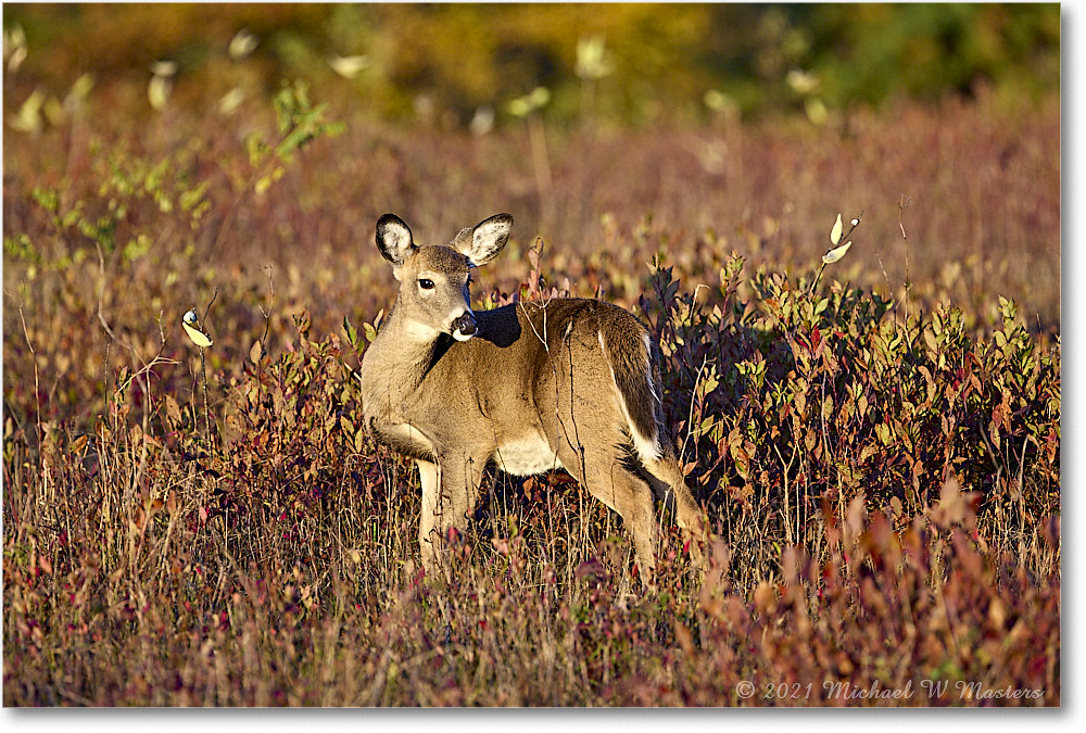 051-Deer_BigMeadows_2021Oct_R5A05285 copy