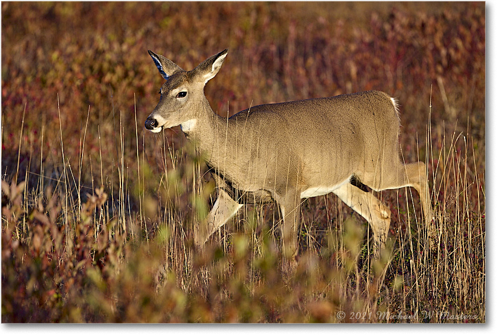 051-Deer_BigMeadows_2021Oct_R5A05323 copy