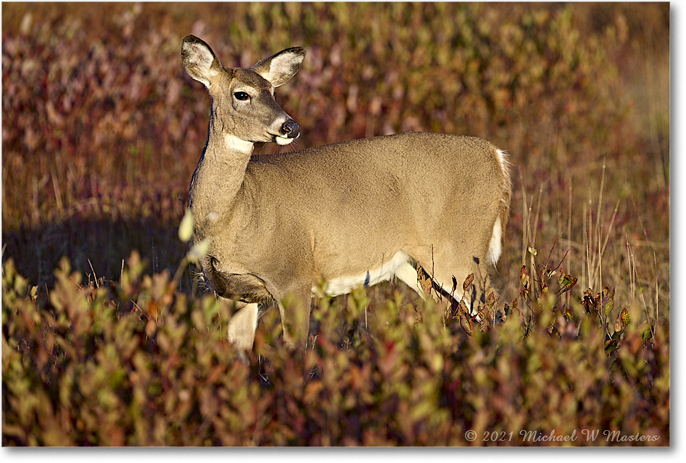 051-Deer_BigMeadows_2021Oct_R5A05336 copy