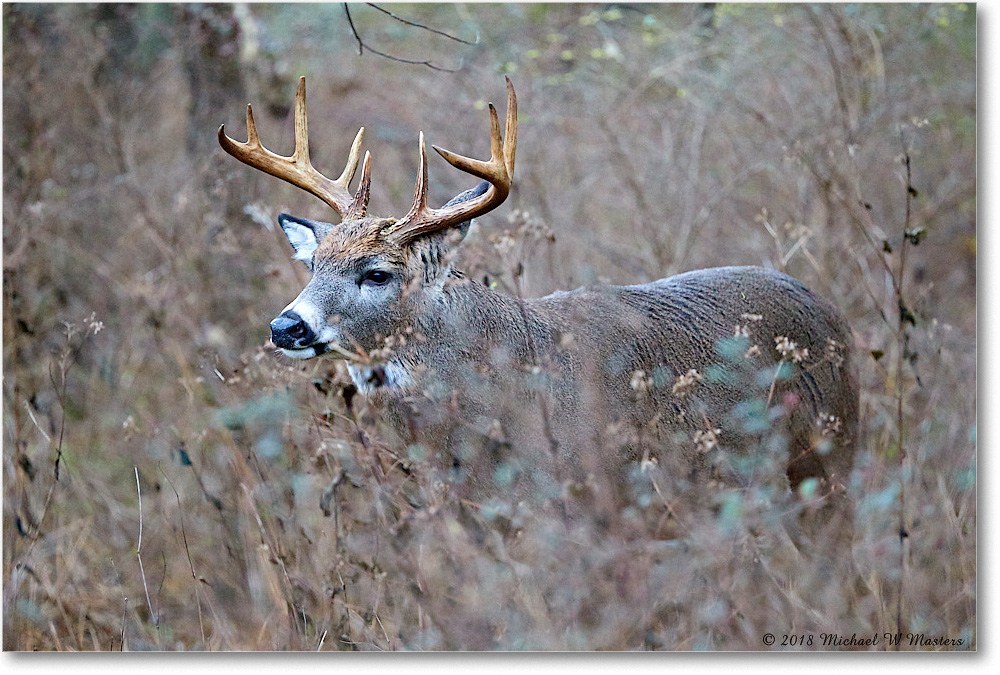 Deer10-PointtBuck_SkylineDrive_2018Nov_3DXA1968 copy