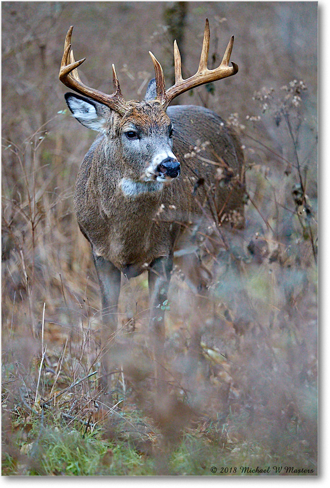 Deer10-PointtBuck_SkylineDrive_2018Nov_3DXA1985 copy