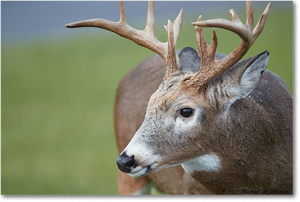 DeerBuck_BigMeadows_2019Oct_3DXA3308 copy
