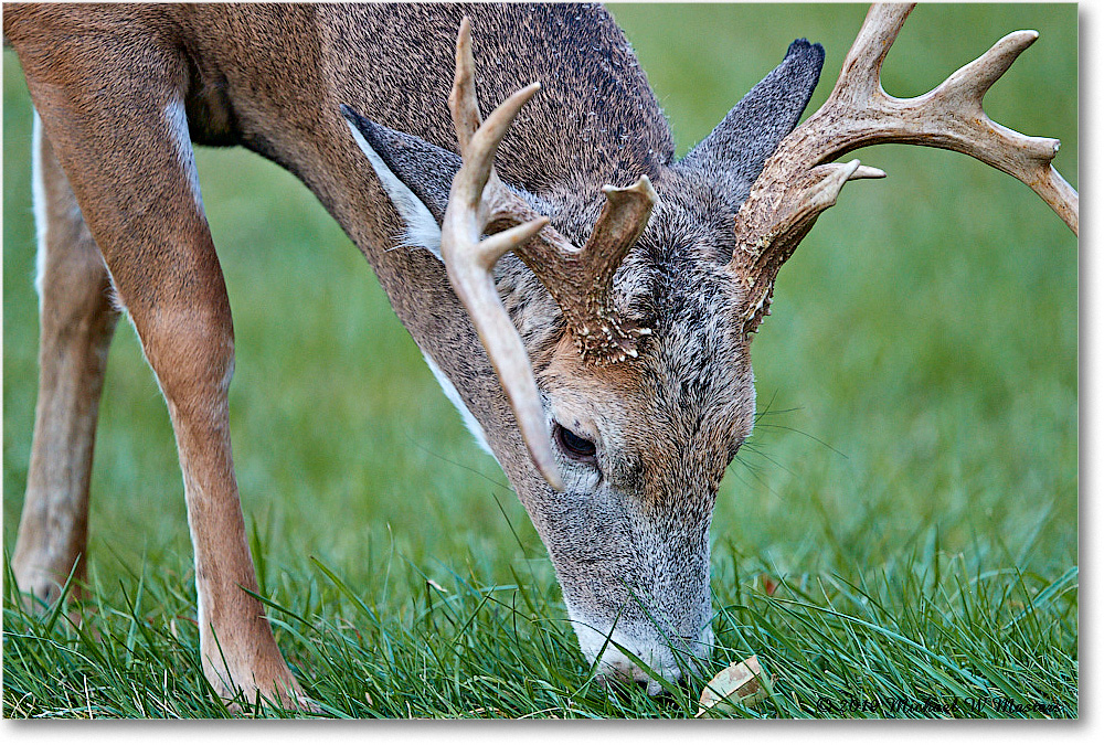 DeerBuck_BigMeadows_2019Oct_3DXA3317 copy