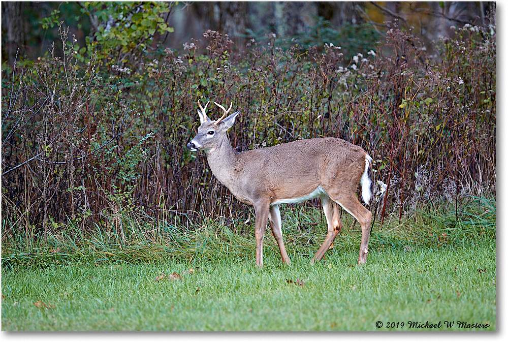 DeerBuck_BigMeadows_2019Oct_3DXA3443 copy