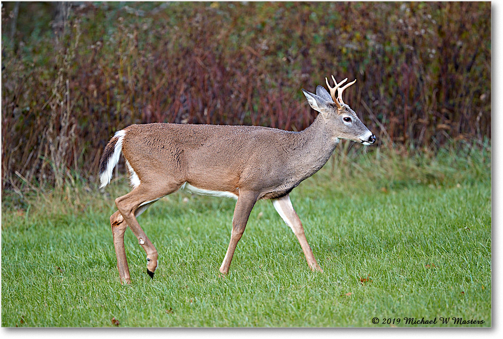 DeerBuck_BigMeadows_2019Oct_3DXA3450 copy
