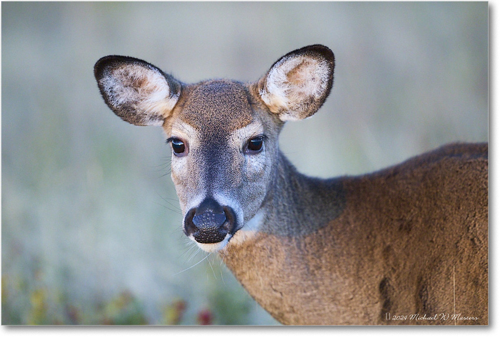 DeerDoe_BigMeadows_2024Oct_R5C01281