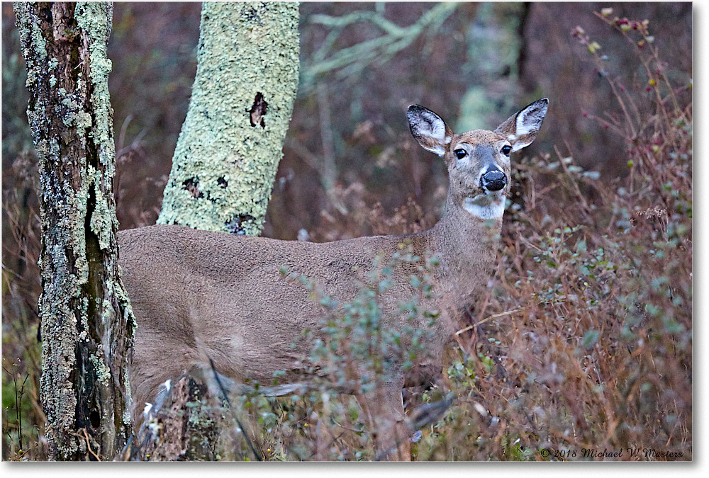 DeerDoe_SkylineDrive_2018Nov_3DXA1942 copy