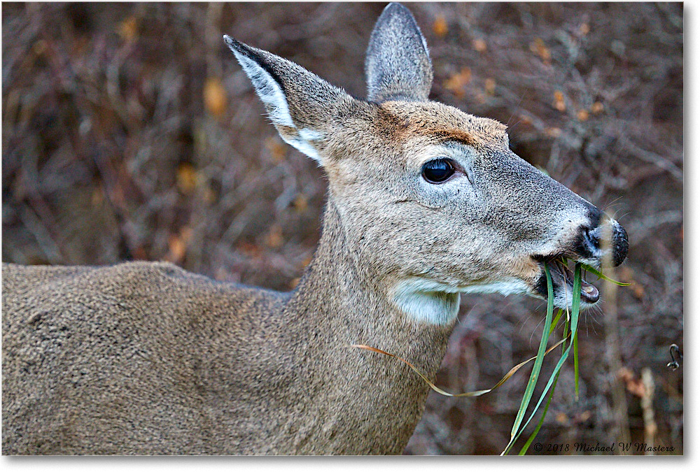 DeerDoe_SkylineDrive_2018Nov_3DXA1958 copy