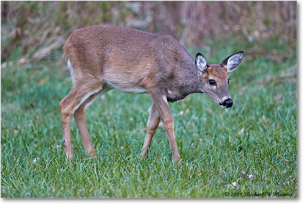DeerFawn_BigMeadows_2019Oct_3DXA3277 copy