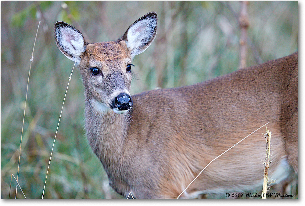 DeerFawn_BigMeadows_2019Oct_3DXA3400 copy
