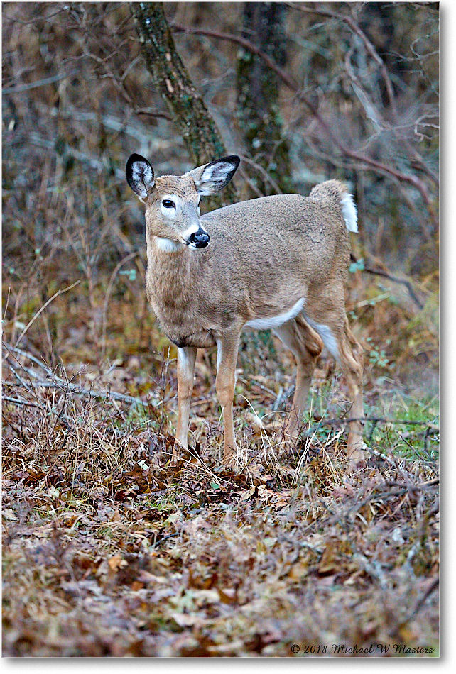 DeerFawn_SkylineDrive_2018Nov_3DXA1993 copy