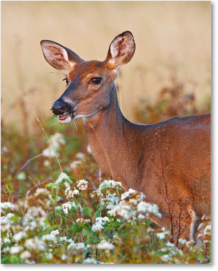 DeerWhitetail-BigMeadows-2007Sept_E0K1587 copy
