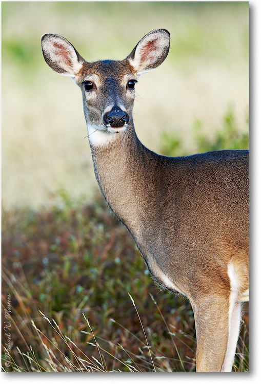 DeerWhitetail-BigMeadows-E0K1603n