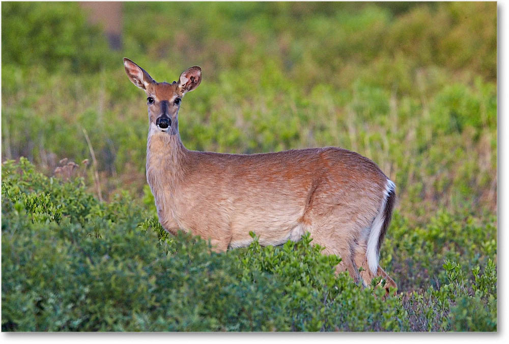 DeerWhitetail_BigMeadows_2015May_1DXA1977 copy