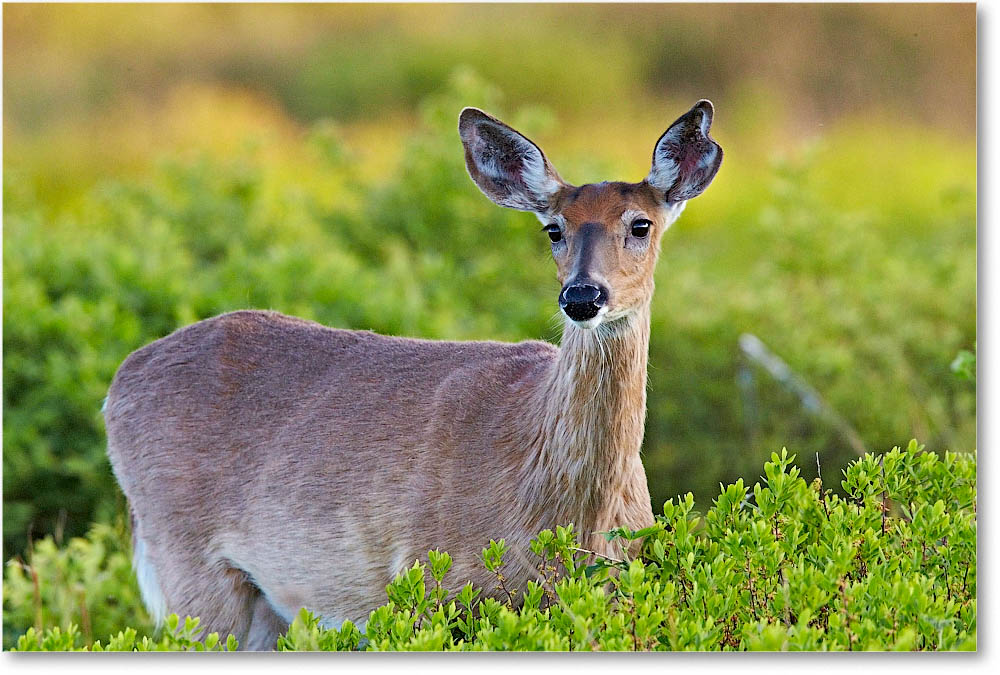 DeerWhitetail_BigMeadows_2015May_1DXA1983 copy
