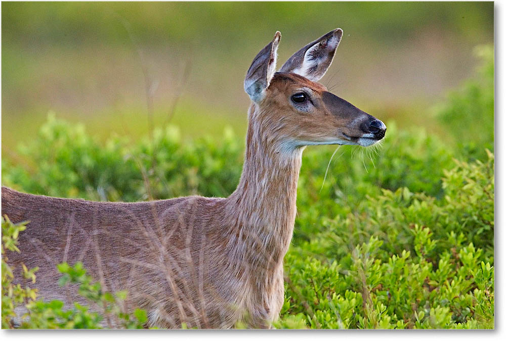 DeerWhitetail_BigMeadows_2015May_1DXA2003 copy