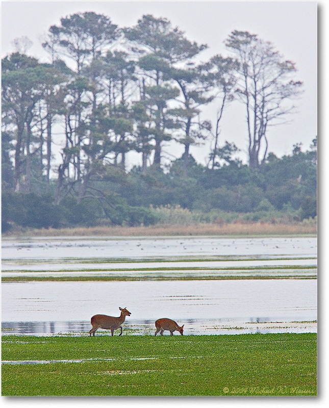 DeerWhitetail_ChincoNWR_2004Oct_Y2F1307