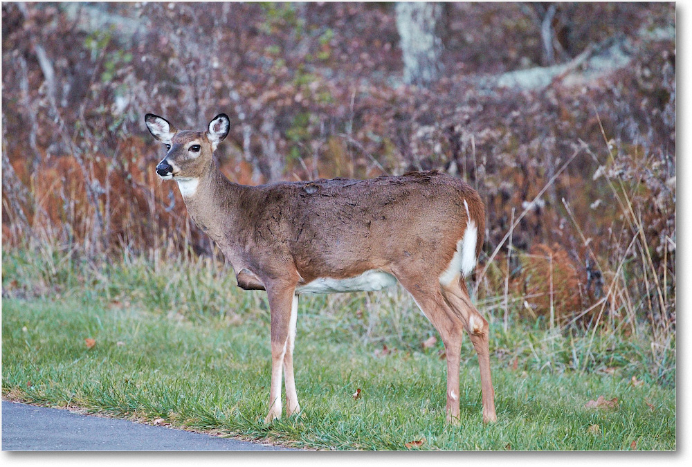 Deer_BigMeadows_2015Oct_D5A1731 copy