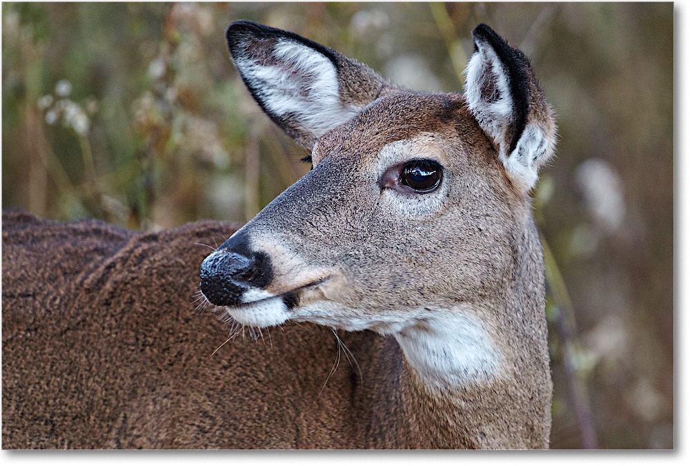 Deer_BigMeadows_2015Oct_D5A1845 copy