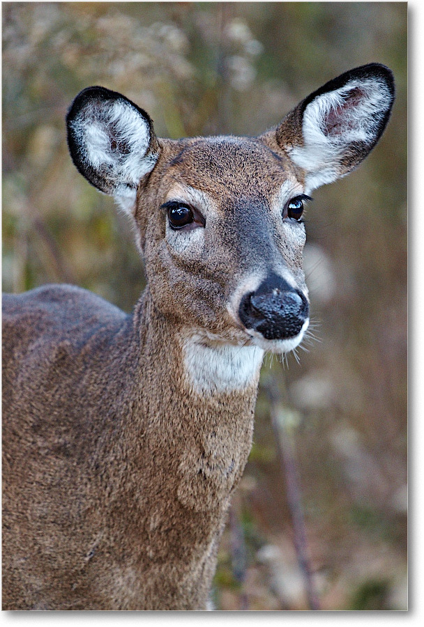Deer_BigMeadows_2015Oct_D5A1857 copy