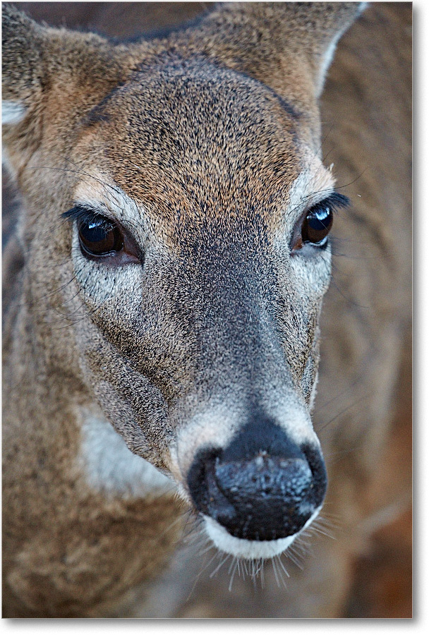 Deer_BigMeadows_2015Oct_D5A1935 copy