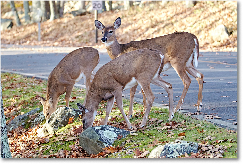 Deer_BigMeadows_2015Oct_D5A1993 copy
