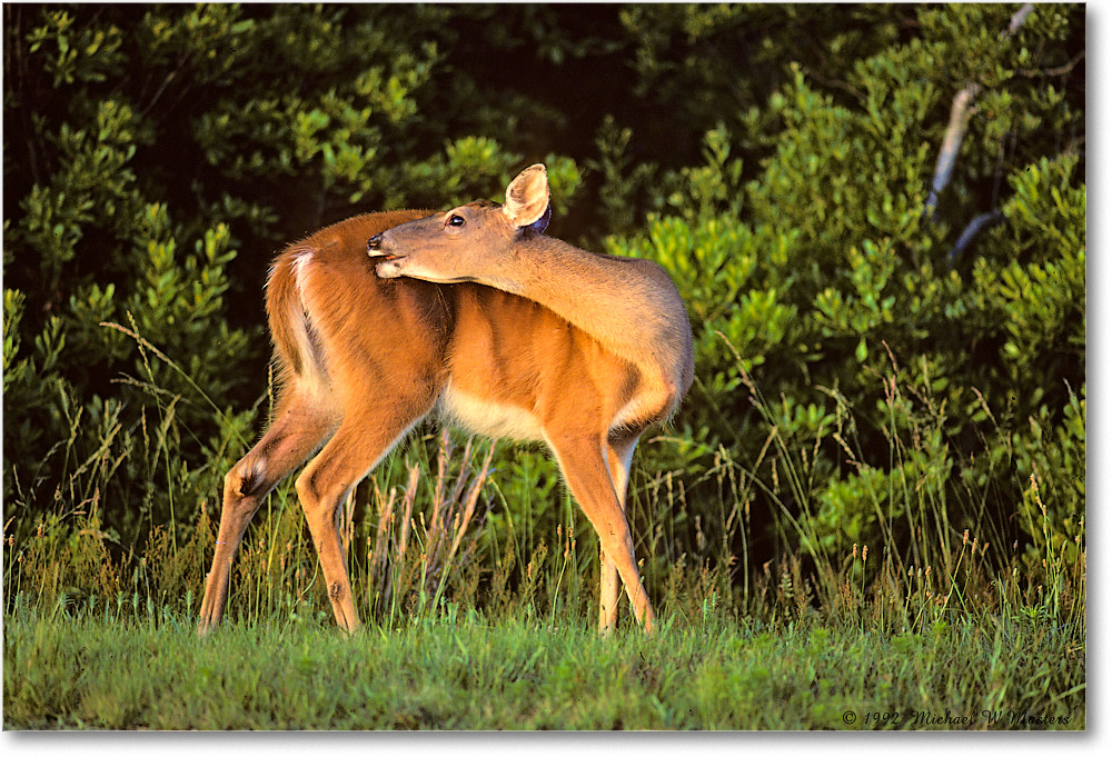 Deer_ChincoNWR_1992Jun_Kr07 copy