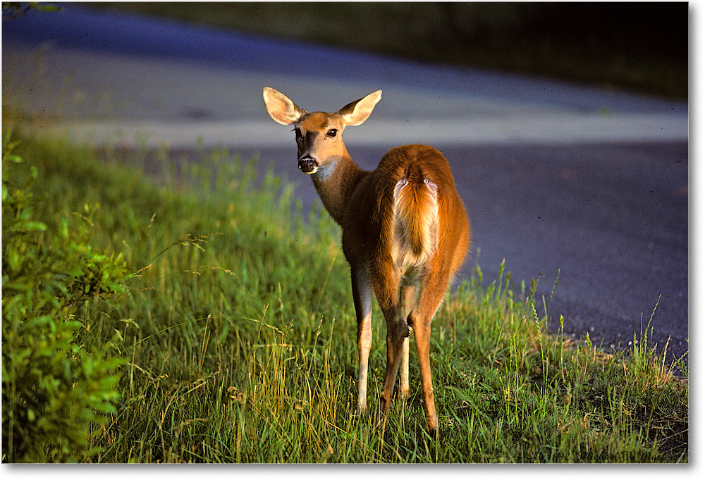 Deer_ChincoNWR_1992Jun_Kr13 copy