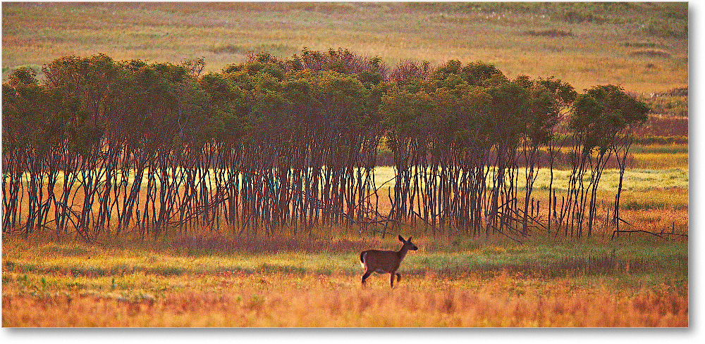 MeadowSunrise-BigMeadows-2007June_E0K1245  copy