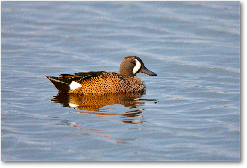 BlueWingTeal-MerrittNWR-2011Feb_S3A4574