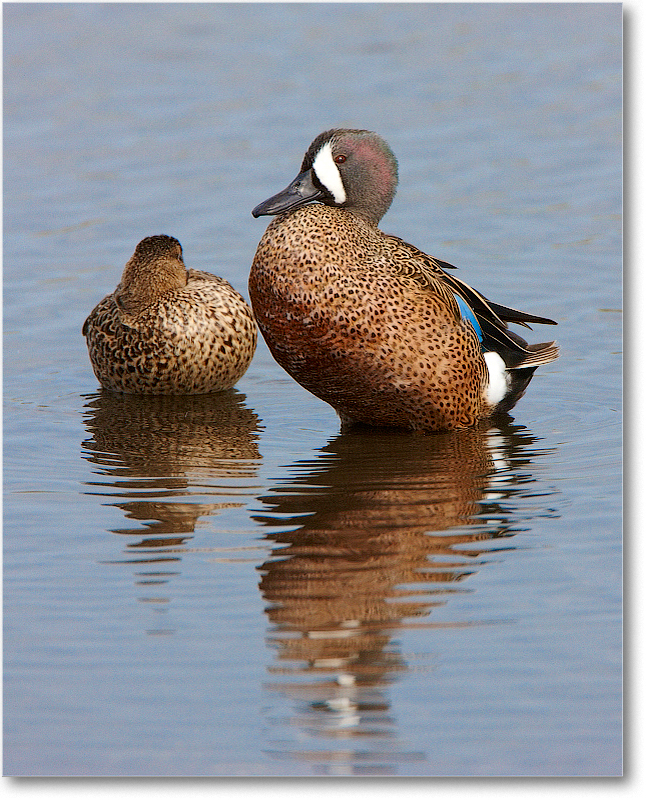 BlueWingTeal-MerrittNWR-2011Feb_S3A4881