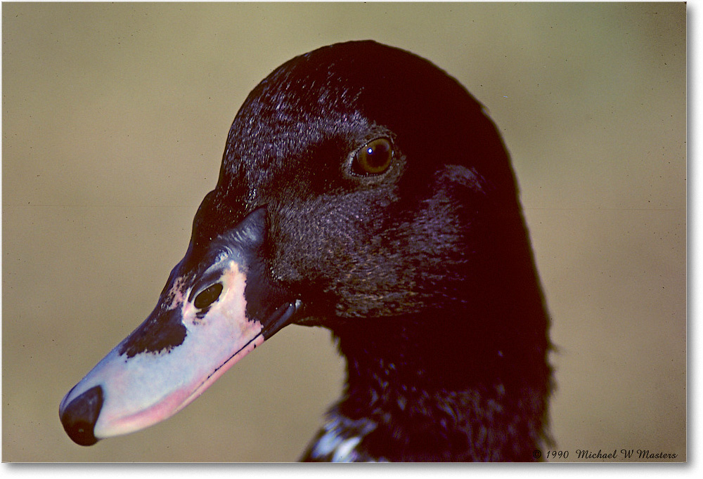 Duck-Blackheaded_ChincoNWR_1990Jun_K07 copy